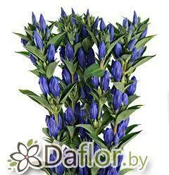картинка Гентиана син от магазина daflor