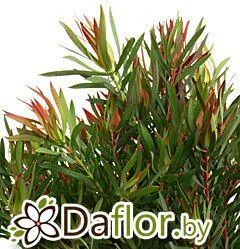 картинка Сафари Сансет Йаэли от магазина daflor