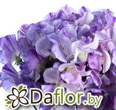 картинка Латирус Мисти син от магазина daflor
