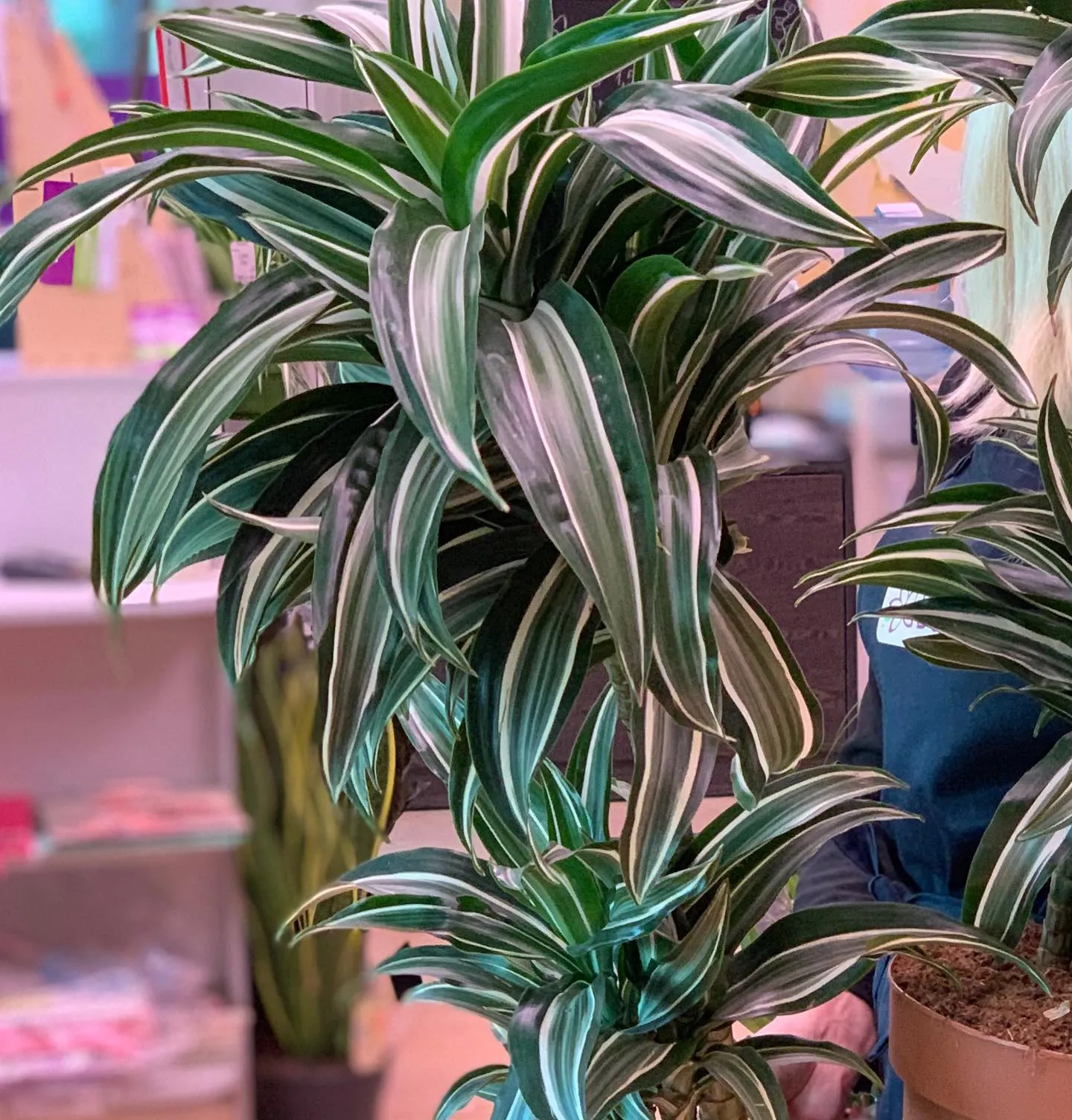 картинка Драцена Варнески (Dracaena Warneckii) Р356 от магазина daflor