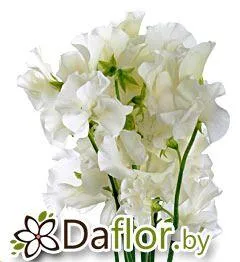 картинка Латирус крем от магазина daflor