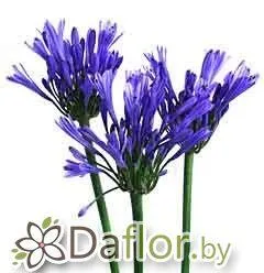 картинка Агапантус син от магазина daflor