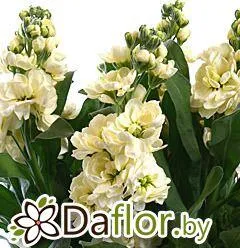 картинка Маттиола крем от магазина daflor