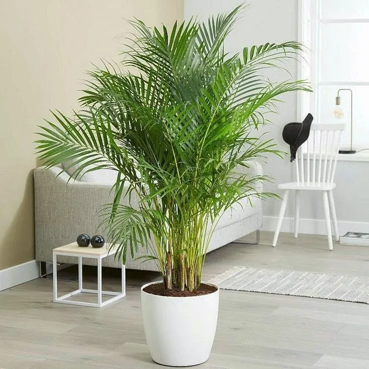 картинка Арека (Areca) Р492 от магазина daflor