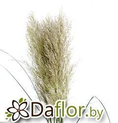 картинка Кортадерия от магазина daflor