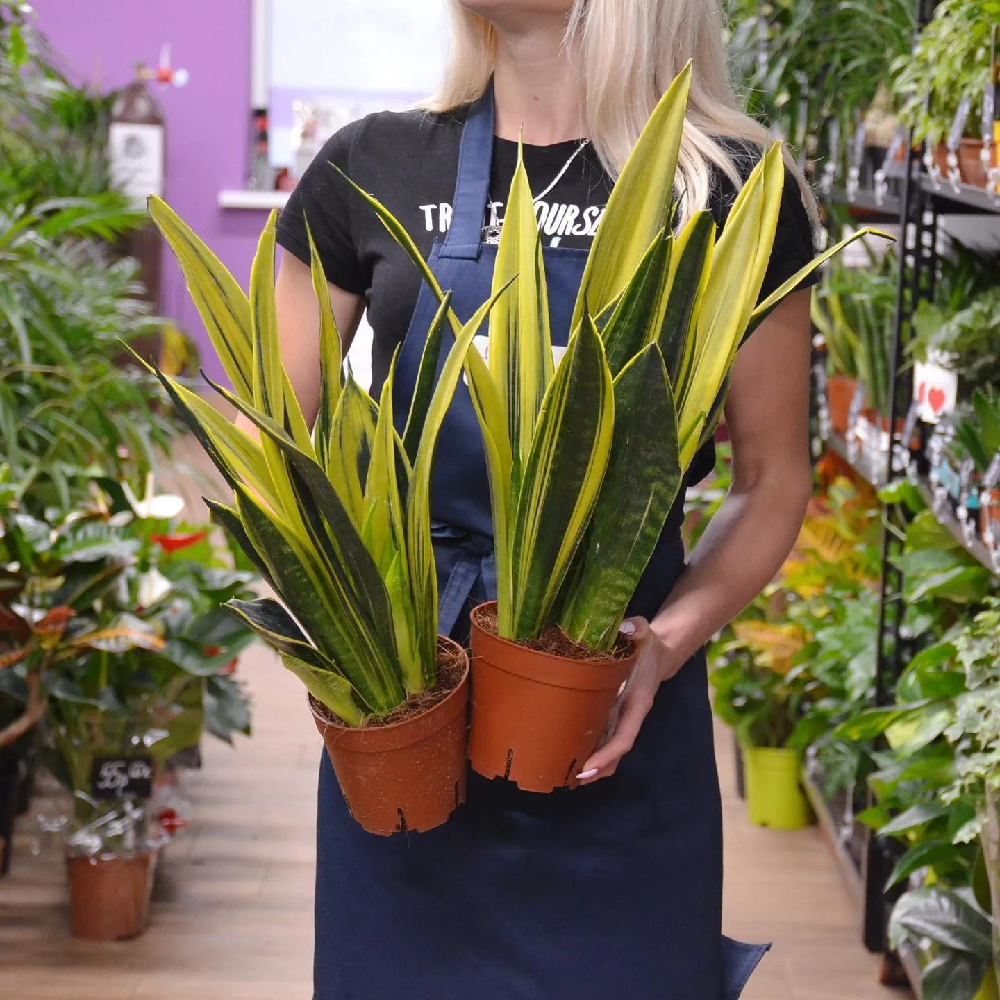 картинка Сансевиерия (Sansevieria) Р393 от магазина daflor