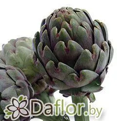 картинка Артишок Консерто от магазина daflor
