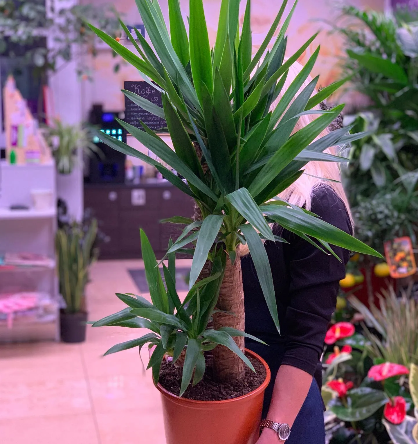 картинка Юкка 3 (Yucca) Р341 от магазина daflor