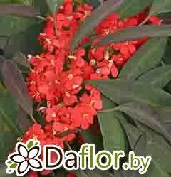 картинка Эуфорбия Адриана от магазина daflor