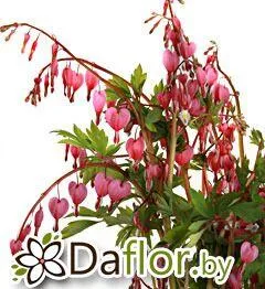 картинка Дисентра Спектабилис роз от магазина daflor