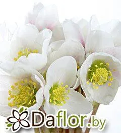 картинка Хелеборус Нигер от магазина daflor