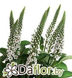 картинка Лизимахия Элизабет от магазина daflor