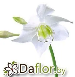 картинка Эухарис Грандифлора от магазина daflor