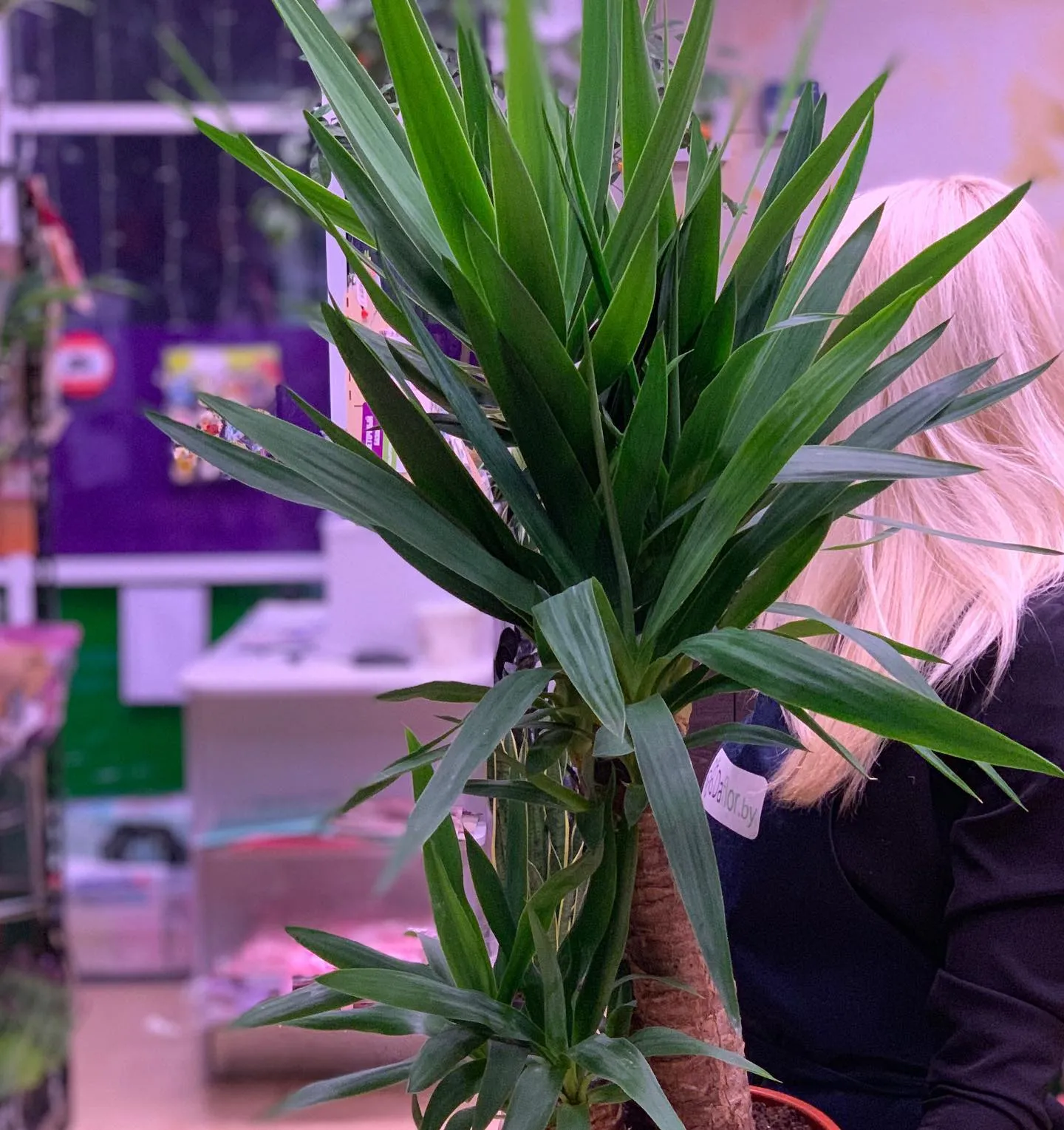 картинка Юкка 3 (Yucca) Р341 от магазина daflor