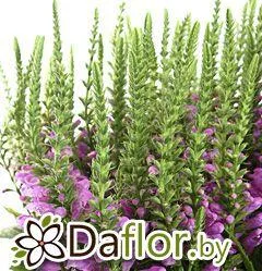 картинка Физостегия роз от магазина daflor