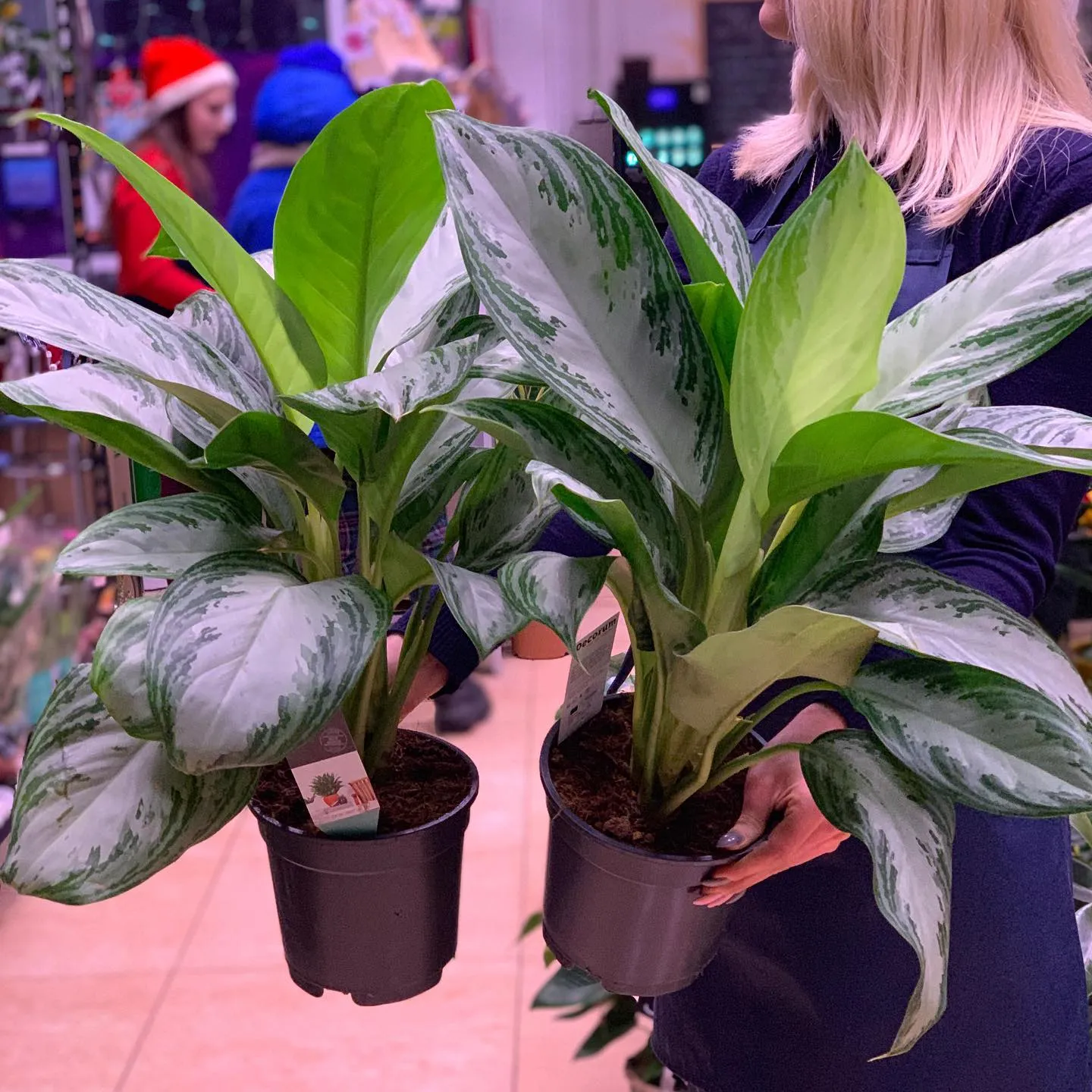 картинка Аглаонема (Aglaonema) Р219 от магазина daflor