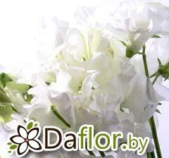 Латирус бел