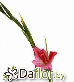 картинка Кольвиллея Чарм от магазина daflor
