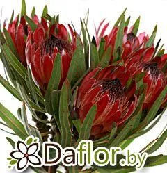 картинка Протея Роупелли от магазина daflor