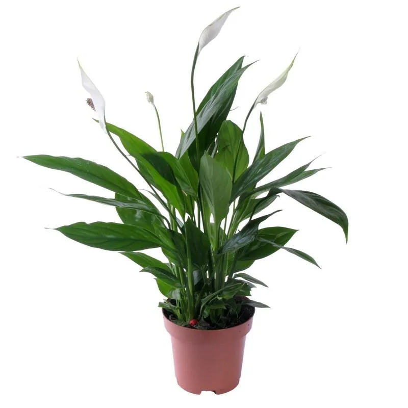 картинка Спатифиллум от магазина daflor