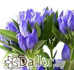картинка Гентиана Блю Скай от магазина daflor