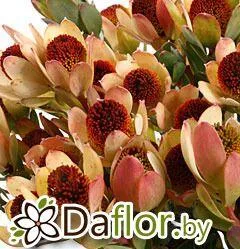 картинка Сафари Сансет Дискала Пом от магазина daflor