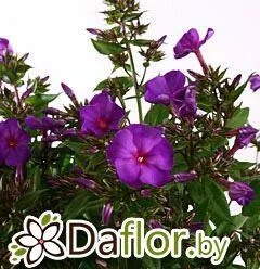 картинка Флокс Ван Гог от магазина daflor