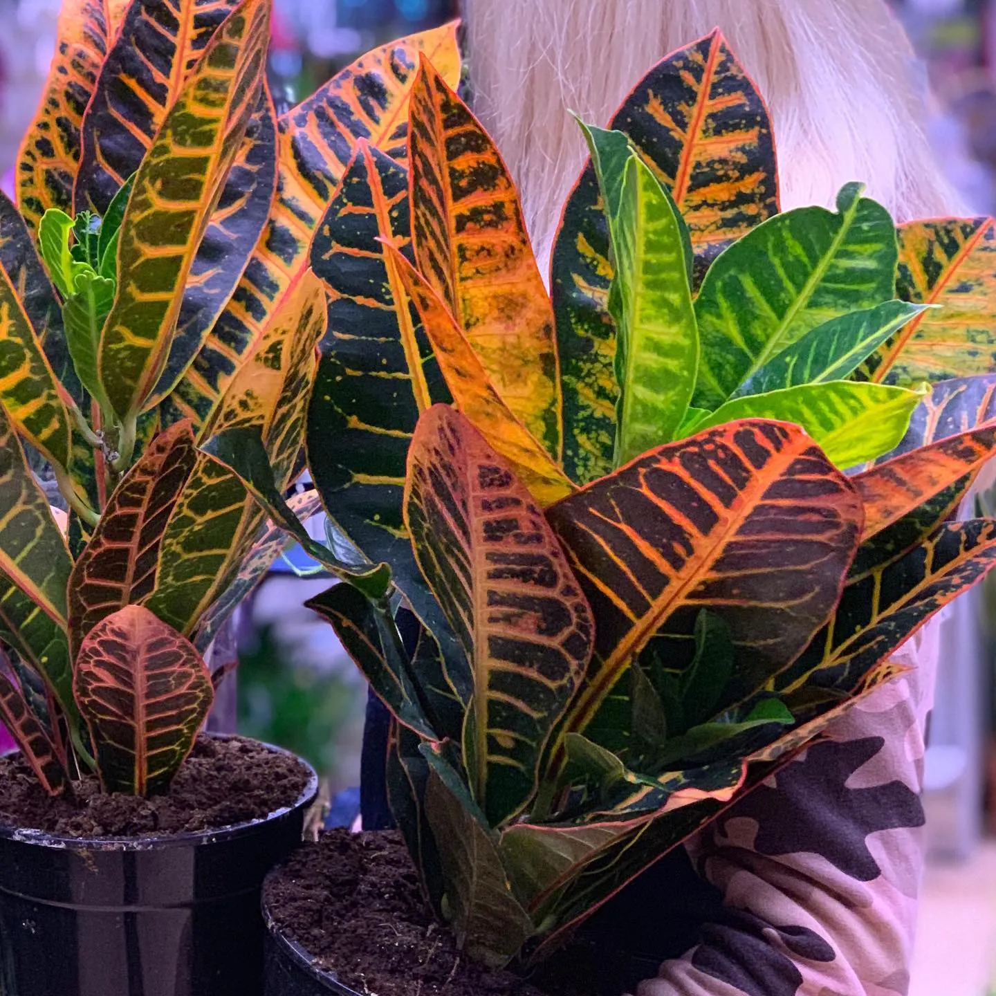 картинка Кодиеум (Codiaeum) Р213 от магазина daflor
