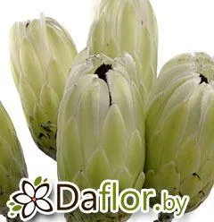 картинка Протея Уайт Прайд от магазина daflor