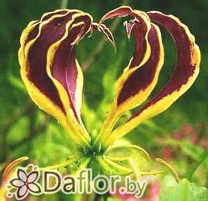 картинка Глориоза Карсони от магазина daflor