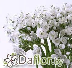 Аллиум бел куст