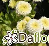 картинка Танацетум Сноубол от магазина daflor
