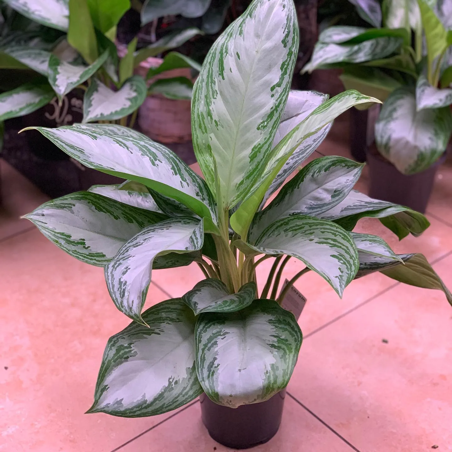 картинка Аглаонема (Aglaonema) Р219 от магазина daflor