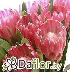 картинка Протея Бренда от магазина daflor