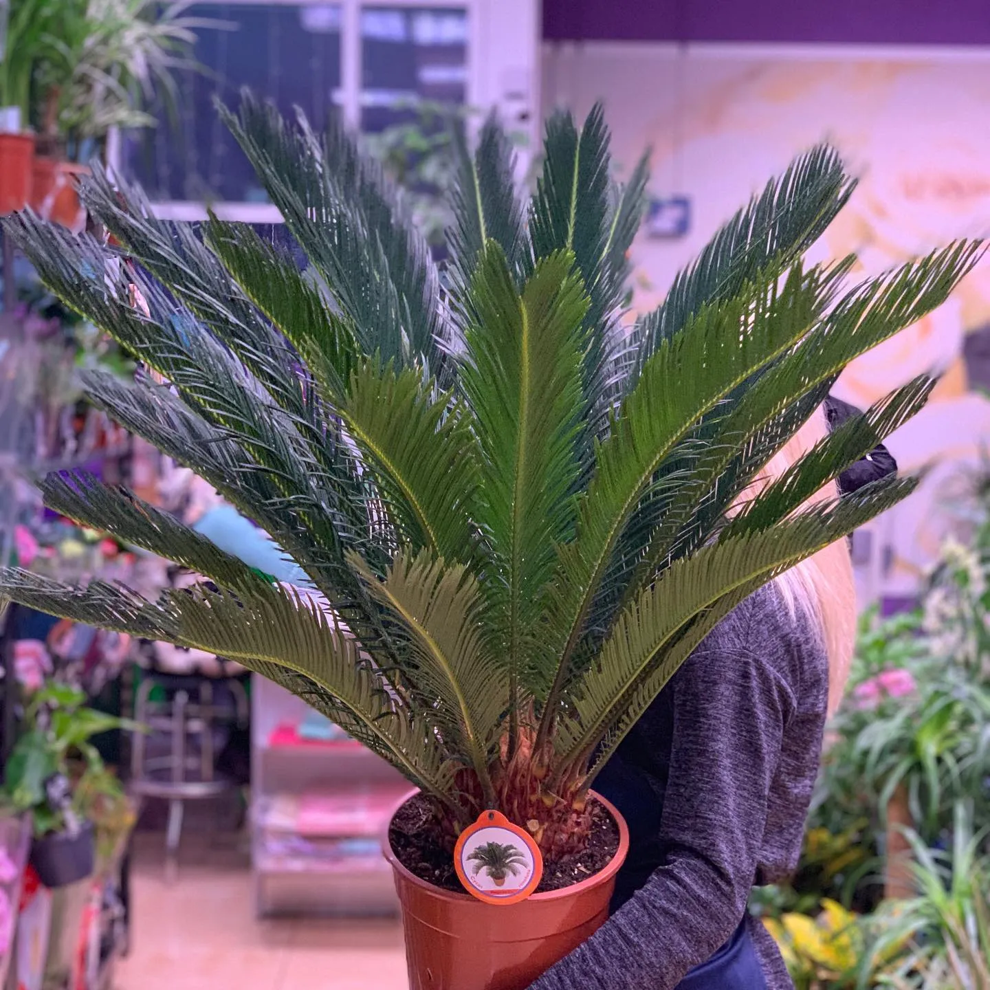 картинка Цикас (Cycas revoluta) Р284 от магазина daflor