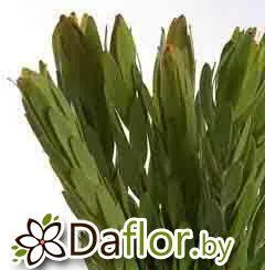 картинка Сафари Сансет Еллоу Айал от магазина daflor