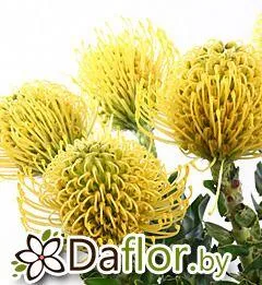 картинка Леукоспермум Хай & Голд от магазина daflor