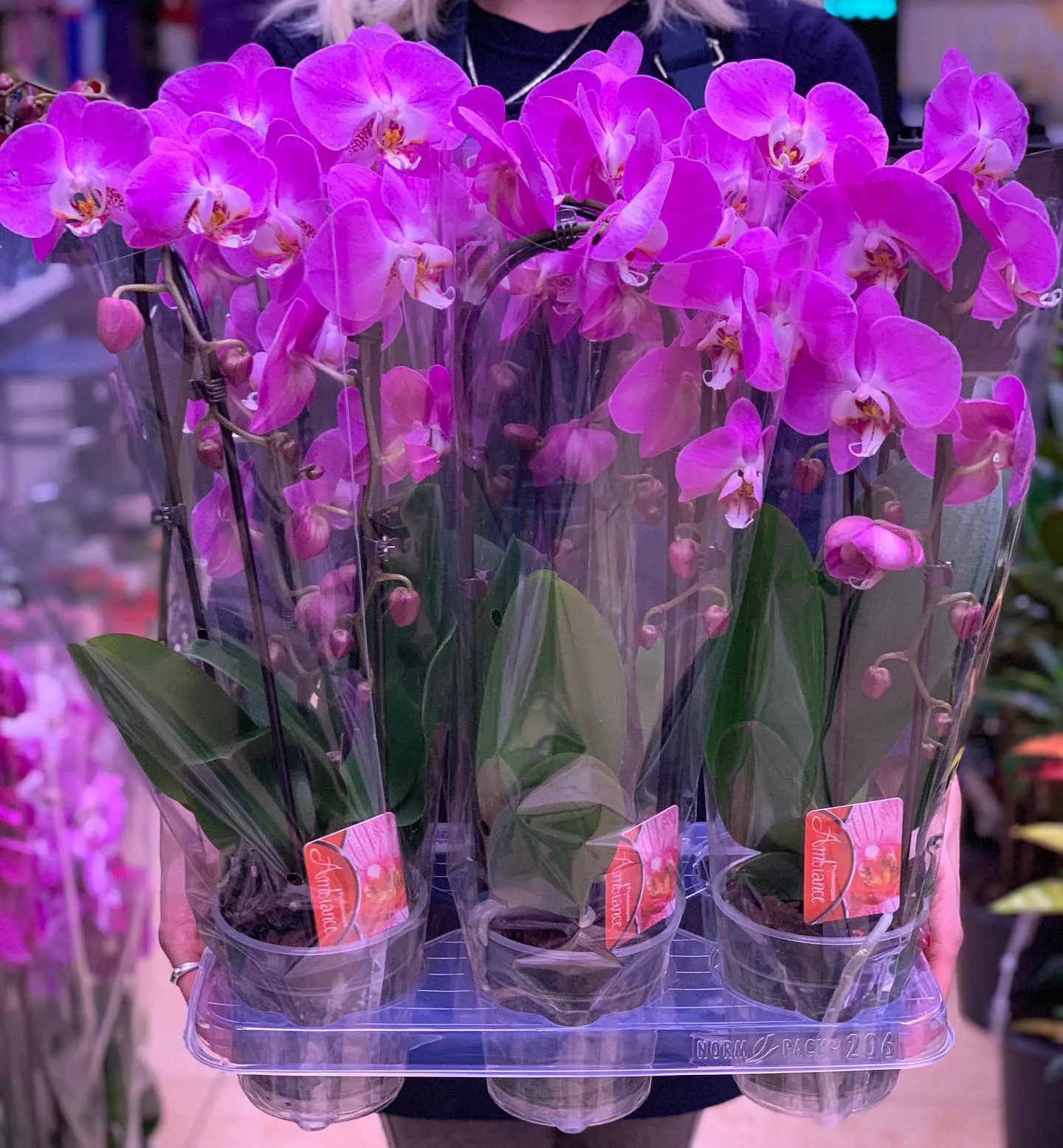 картинка Орхидея Фаленопсис (каскад) Р236 от магазина daflor