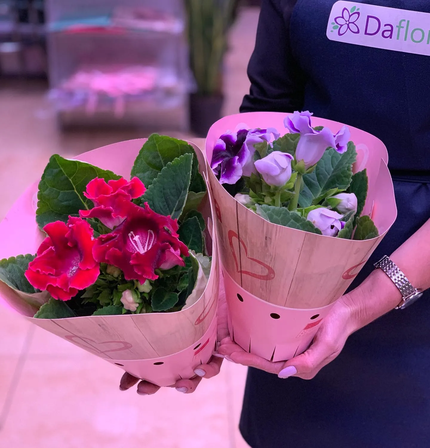 картинка Глоксиния Р336 от магазина daflor