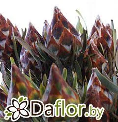 картинка Сафари Сансет Рубрум от магазина daflor