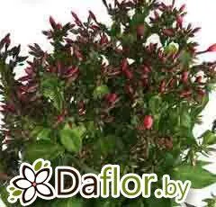 картинка Флокс Эми от магазина daflor