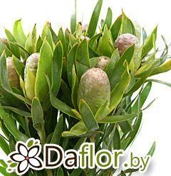 картинка Сафари Сансет Пиза от магазина daflor