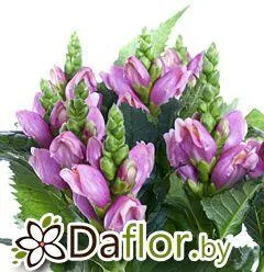 картинка Челоне Обликва от магазина daflor