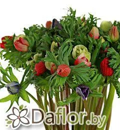 картинка Анемон Мона Лиза микс от магазина daflor