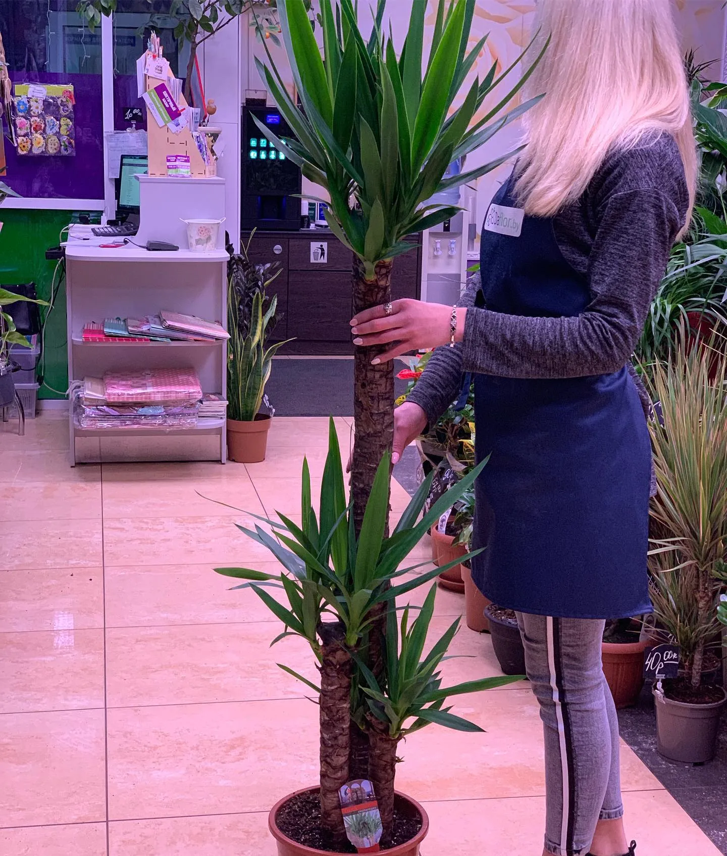 картинка Юкка 3 (Yucca) Р293 от магазина daflor