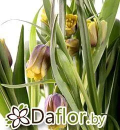 Фриттилария Ува-Вулпис
