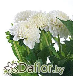 картинка Георгин Уайт Нетти от магазина daflor