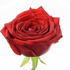 Красные розы Red Naomi