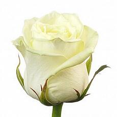 Белые розы Avalanche