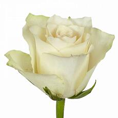 Белые розы Atena